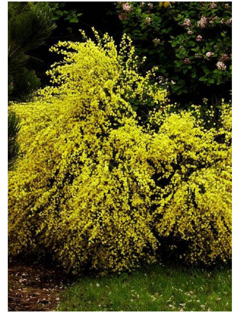 CYTISUS praecox ALLGOLD (Genêt)