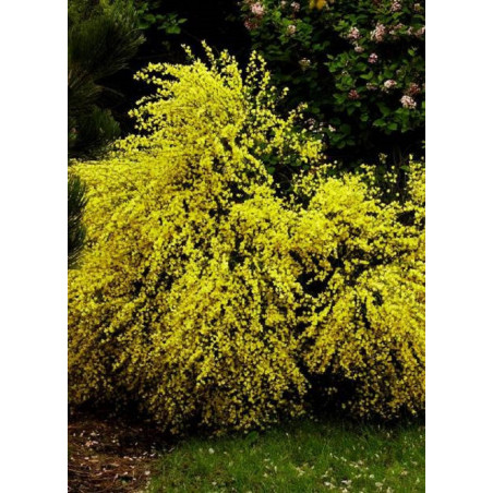 CYTISUS praecox ALLGOLD (Genêt)