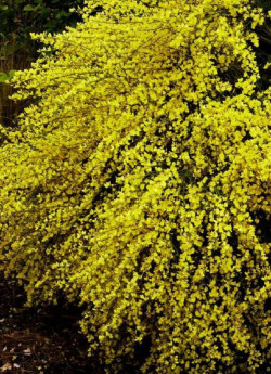 CYTISUS praecox ALLGOLD