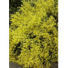 CYTISUS praecox ALLGOLD (Genêt)