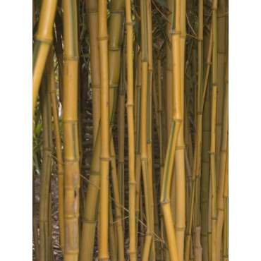 PHYLLOSTACHYS aureosulcata SPECTABILIS (Bambou jaune strié vert)