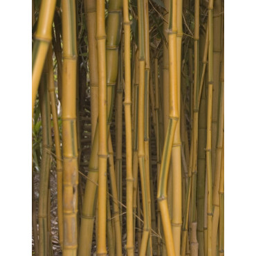 PHYLLOSTACHYS aureosulcata SPECTABILIS (Bambou jaune strié vert)