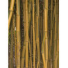 PHYLLOSTACHYS aureosulcata SPECTABILIS (Bambou jaune strié vert)