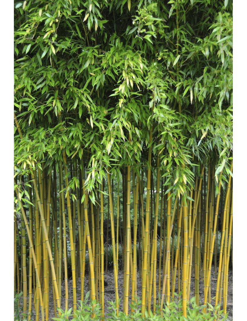PHYLLOSTACHYS aureosulcata SPECTABILIS (Bambou jaune strié vert)