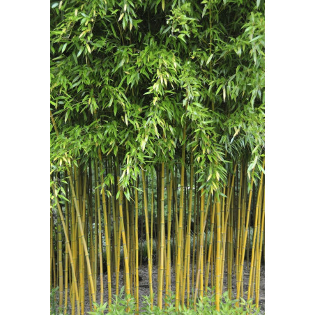 PHYLLOSTACHYS aureosulcata SPECTABILIS (Bambou jaune strié vert)