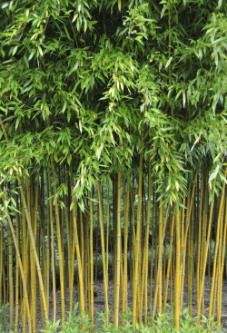PHYLLOSTACHYS aureosulcata SPECTABILIS