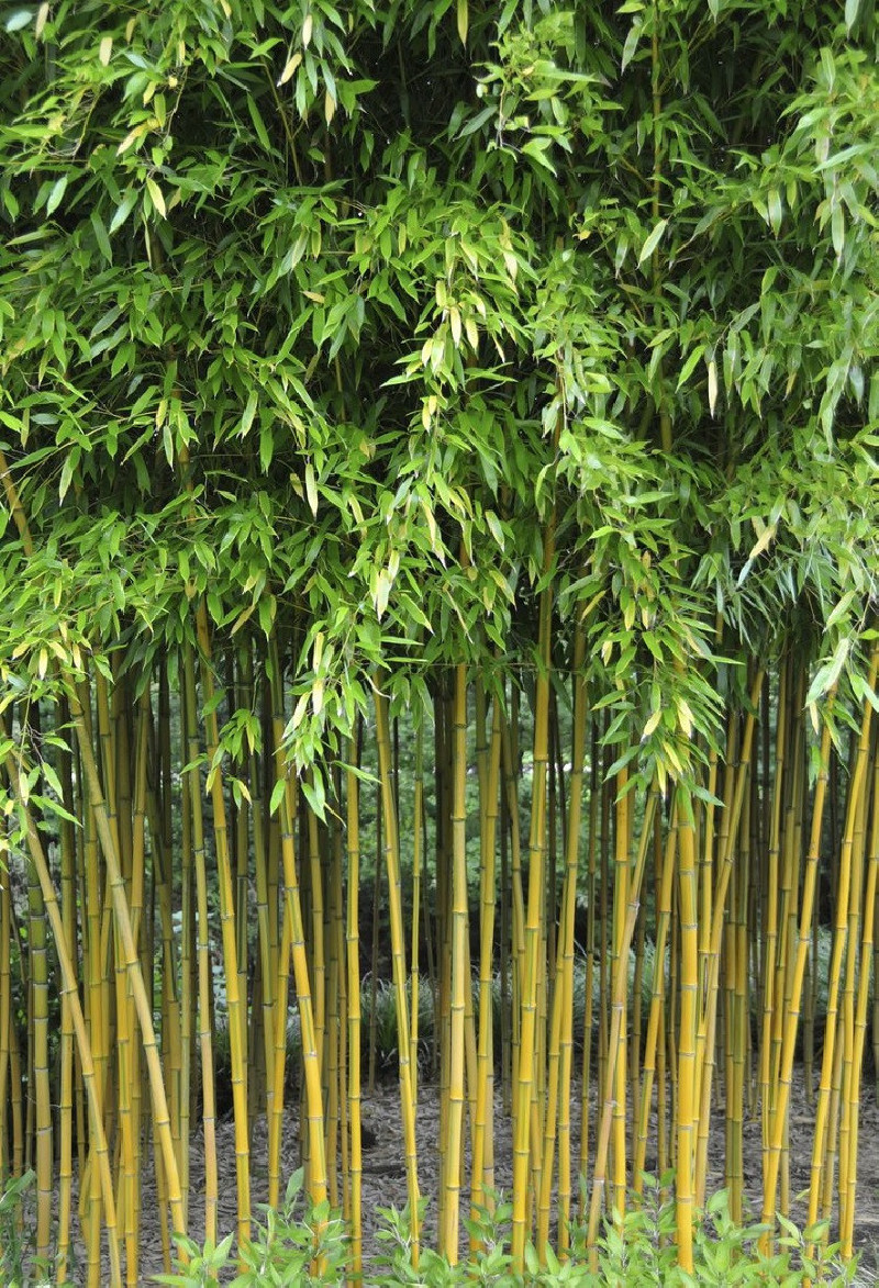 PHYLLOSTACHYS aureosulcata SPECTABILIS
