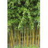 PHYLLOSTACHYS aureosulcata SPECTABILIS (Bambou jaune strié vert)