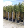 PHYLLOSTACHYS aureosulcata SPECTABILIS (Bambou jaune strié vert)