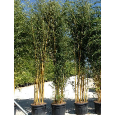 PHYLLOSTACHYS aureosulcata SPECTABILIS (Bambou jaune strié vert)