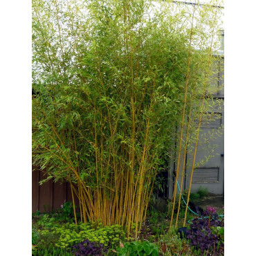 PHYLLOSTACHYS aureosulcata AUREOCAULIS (Bambou jaune)