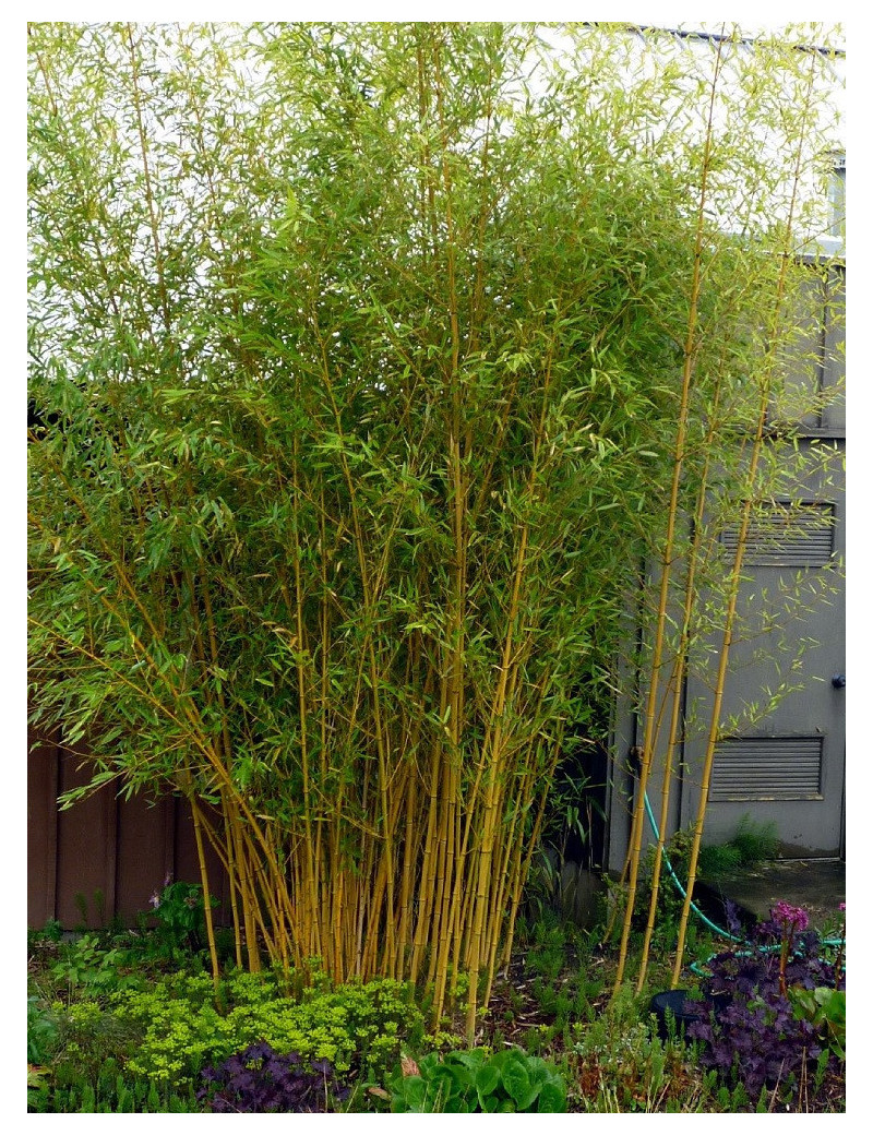 Bambou jaune - Phyllostachys aureosulcata aureocaulis