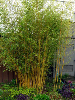 PHYLLOSTACHYS aureosulcata AUREOCAULIS
