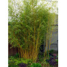 PHYLLOSTACHYS aureosulcata AUREOCAULIS (Bambou jaune)