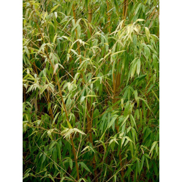 PHYLLOSTACHYS aureosulcata AUREOCAULIS (Bambou jaune)