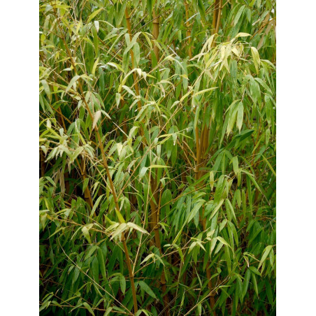 PHYLLOSTACHYS aureosulcata AUREOCAULIS (Bambou jaune)