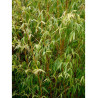 PHYLLOSTACHYS aureosulcata AUREOCAULIS