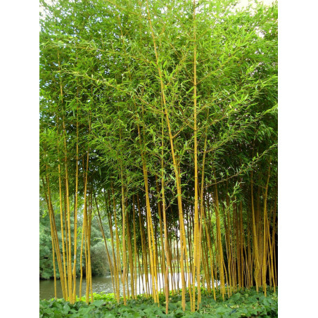 PHYLLOSTACHYS aureosulcata AUREOCAULIS (Bambou jaune)