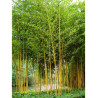 PHYLLOSTACHYS aureosulcata AUREOCAULIS (Bambou jaune)