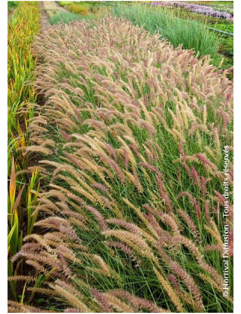 PENNISETUM orientale KARLEY ROSE cov (Herbe aux écouvillons)