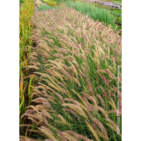 PENNISETUM orientale KARLEY ROSE cov (Herbe aux écouvillons)