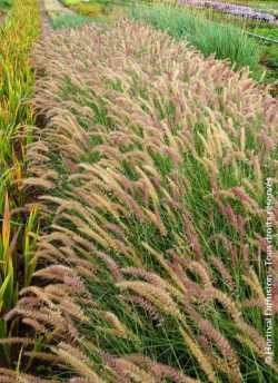 PENNISETUM orientale KARLEY ROSE