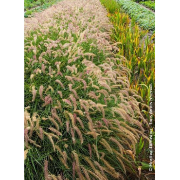 PENNISETUM orientale KARLEY ROSE cov (Herbe aux écouvillons)