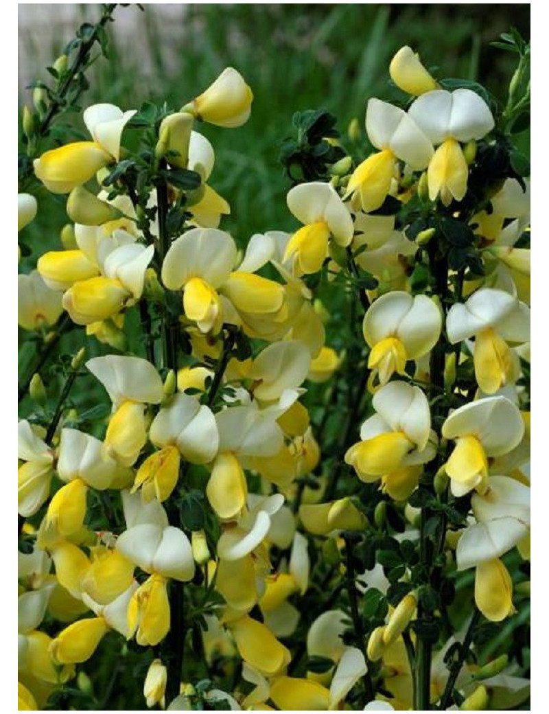 CYTISUS scoparius LUNA (Genêt)