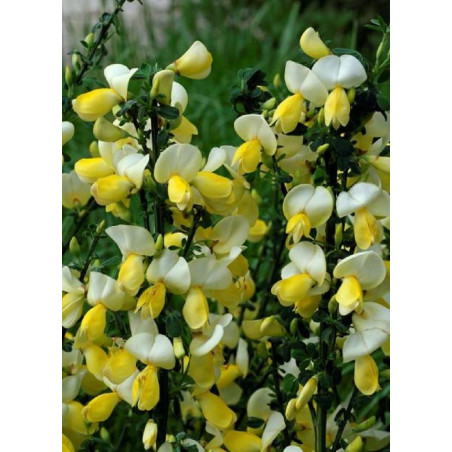 CYTISUS scoparius LUNA (Genêt)