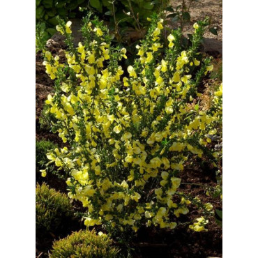 CYTISUS scoparius LUNA (Genêt)