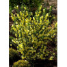 CYTISUS scoparius LUNA (Genêt)