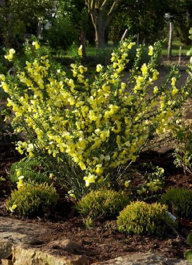 CYTISUS scoparius LUNA (Genêt)