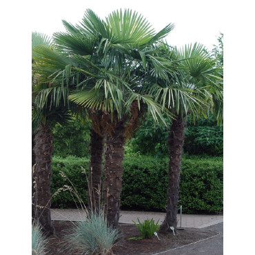 TRACHYCARPUS fortunei (Palmier de Chine ou palmier chanvre)