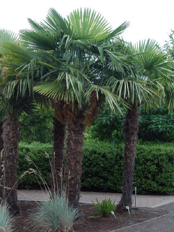 TRACHYCARPUS fortunei