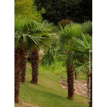 TRACHYCARPUS fortunei (Palmier de Chine ou palmier chanvre)