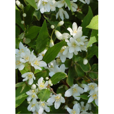 DEUTZIA gracilis (Deutzia)