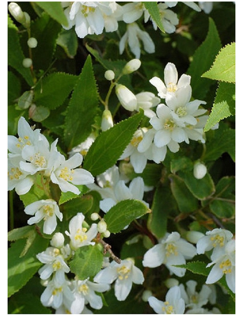 DEUTZIA gracilis (Deutzia)