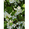 DEUTZIA gracilis (Deutzia)