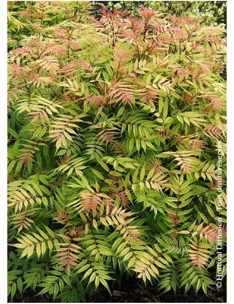 SORBARIA sorbifolia SEM (Sorbaire à feuilles de sorbier)