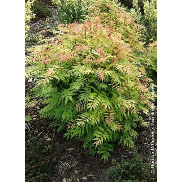 SORBARIA sorbifolia SEM (Sorbaire à feuilles de sorbier)