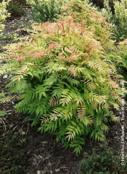 SORBARIA sorbifolia SEM