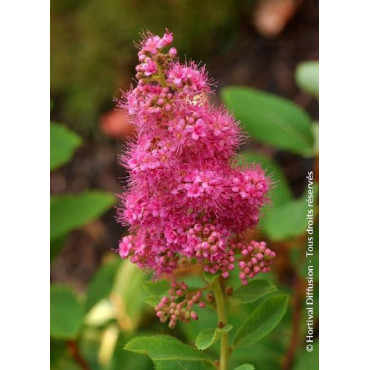 SPIRAEA BILLIARDII (Spirée de Billiard)