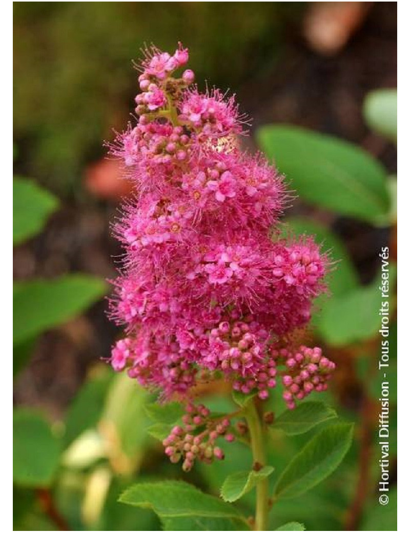 SPIRAEA BILLIARDII (Spirée de Billiard)