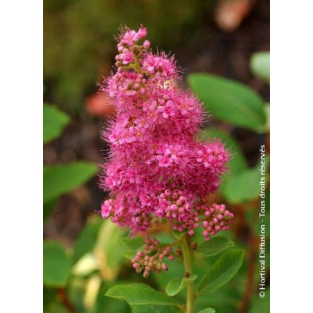 SPIRAEA BILLIARDII (Spirée de Billiard)