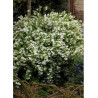 DEUTZIA gracilis (Deutzia)