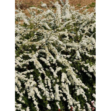 SPIRAEA cinerea GREFSHEIM (Spirée cendrée Grefsheim)