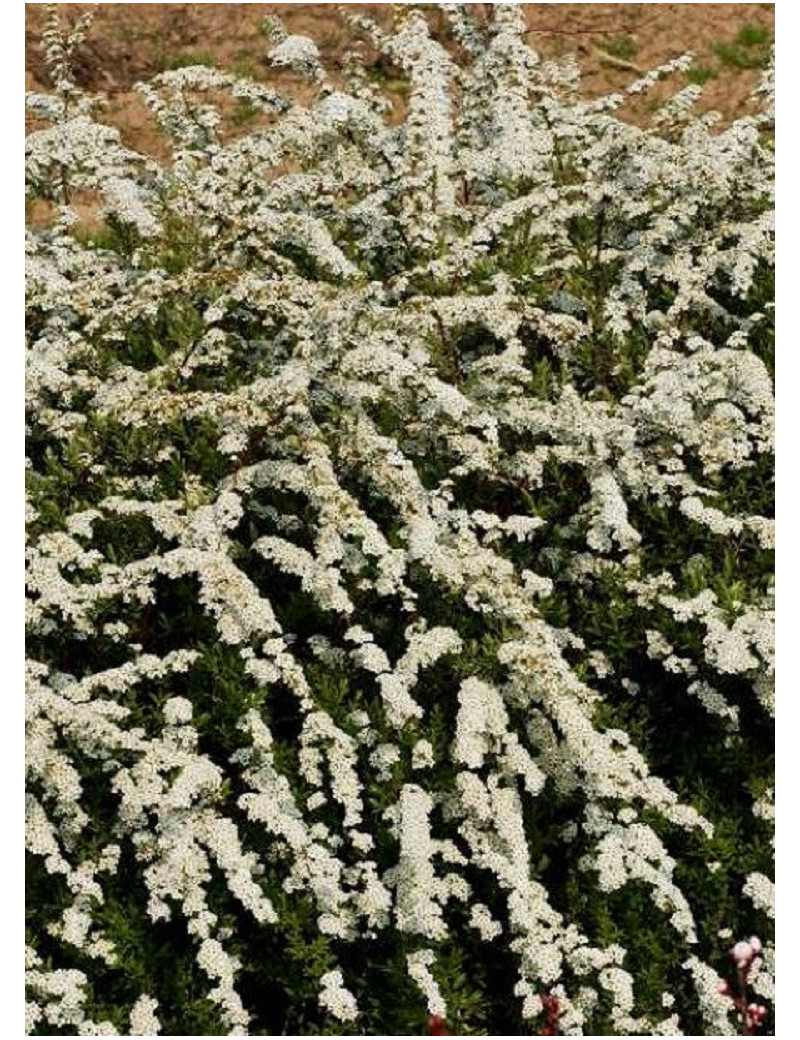 SPIRAEA cinerea GREFSHEIM (Spirée cendrée Grefsheim)