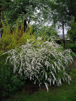 SPIRAEA cinerea GREFSHEIM