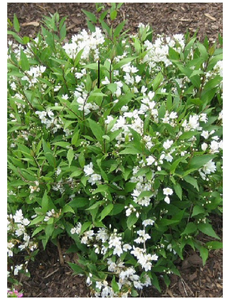 DEUTZIA gracilis NIKKO (Deutzia)