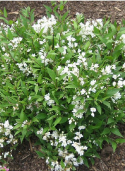 DEUTZIA gracilis NIKKO